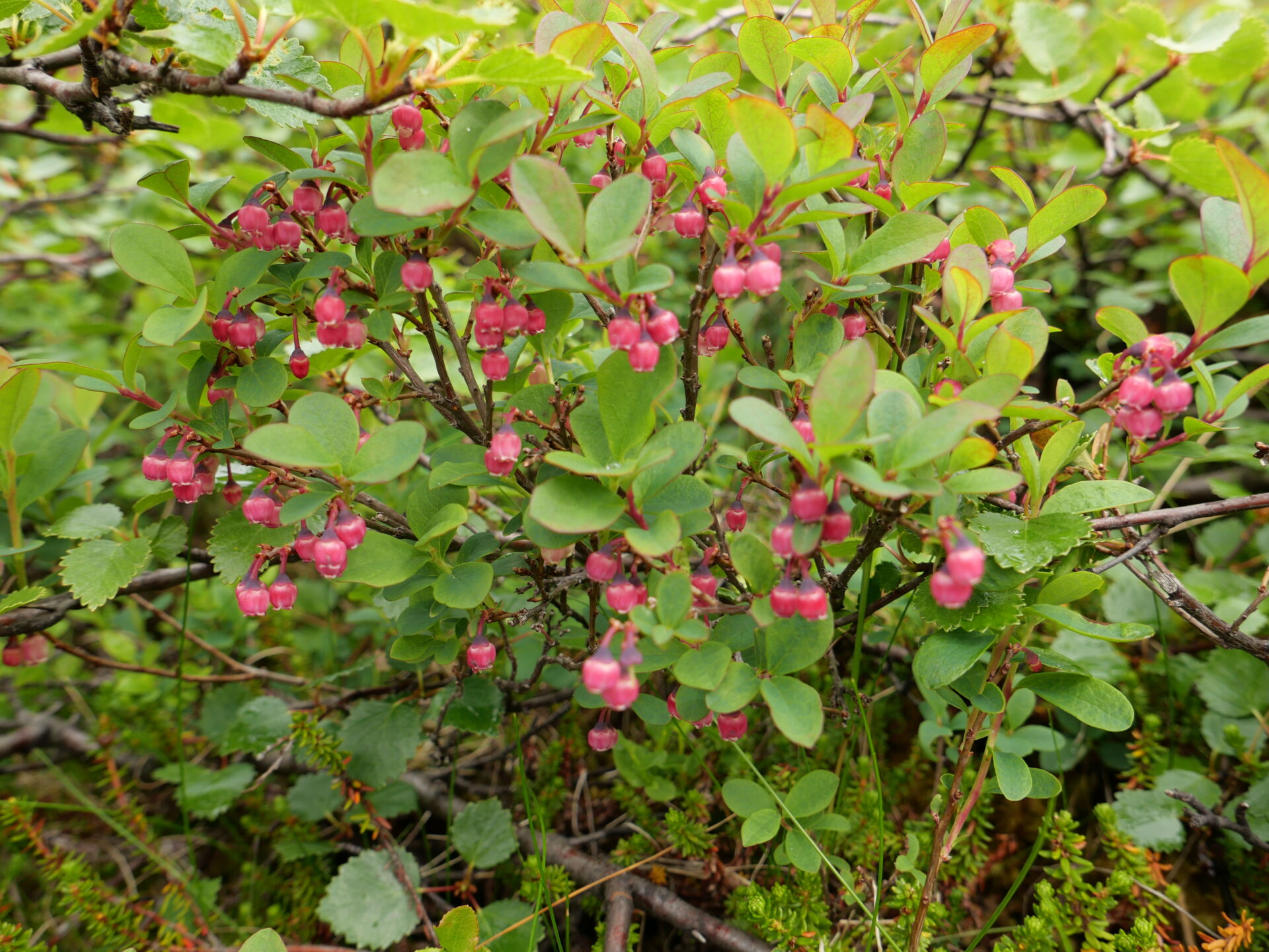 sætukoppar